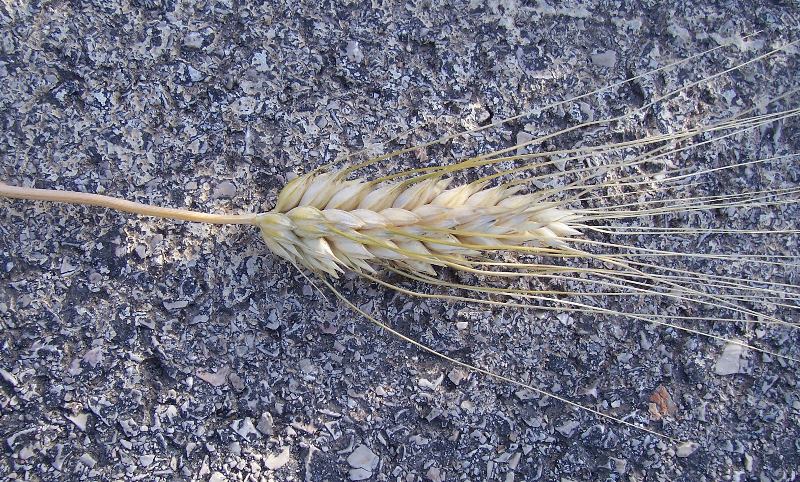 Triticum turgidum ssp. durum Triticum turgidum ssp. durum