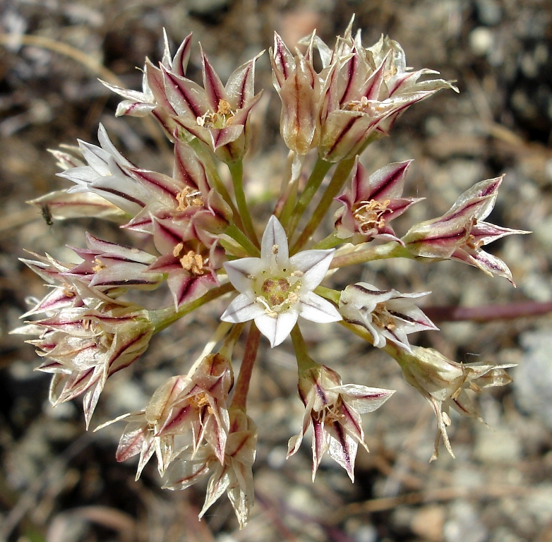 Allium lacunosum var. lacunosum