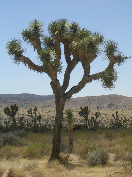 View of a Joshua Tree Forest
