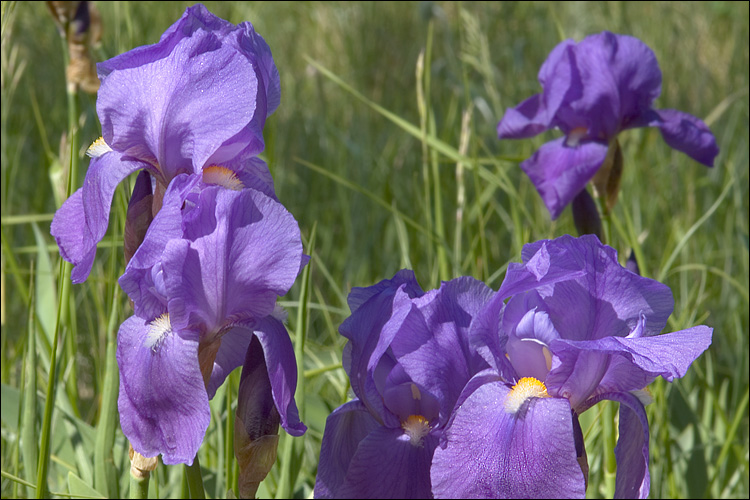 Iris illyrica
