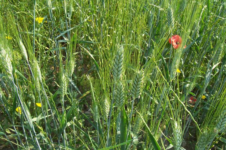 Triticum turgidum ssp. durum Triticum turgidum ssp. durum