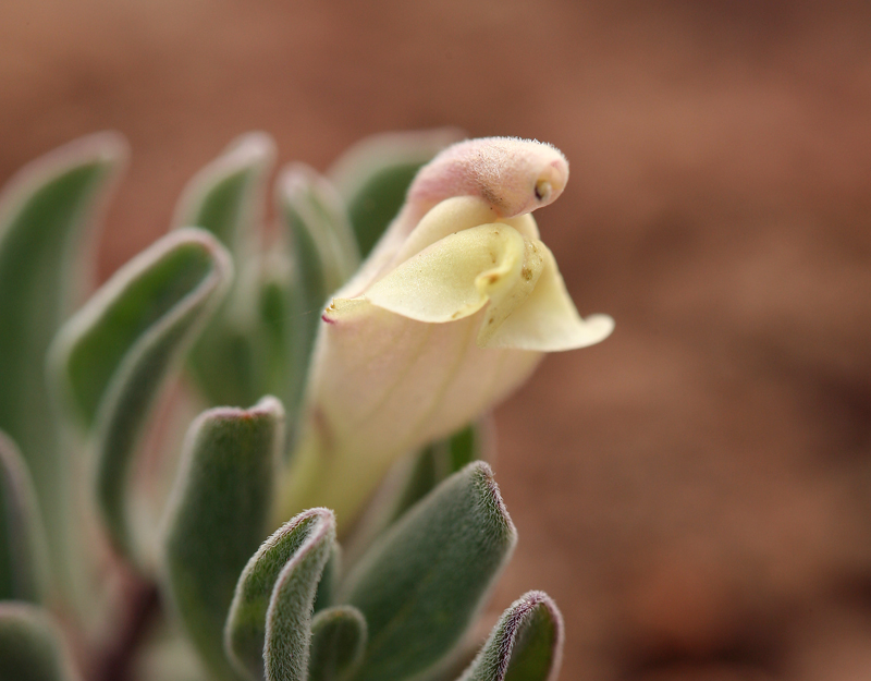 Scutellaria nana