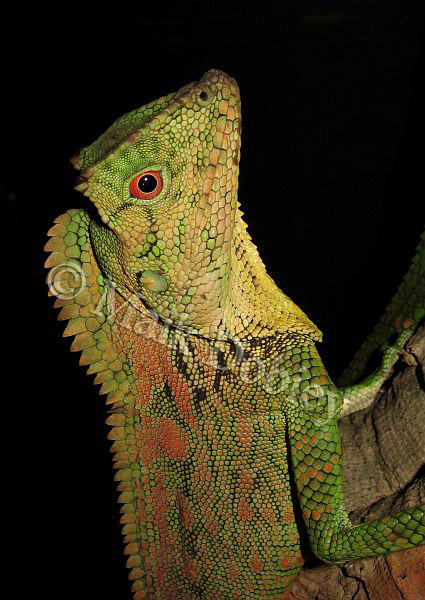 Gonocephalus doriae Gonocephalus doriae