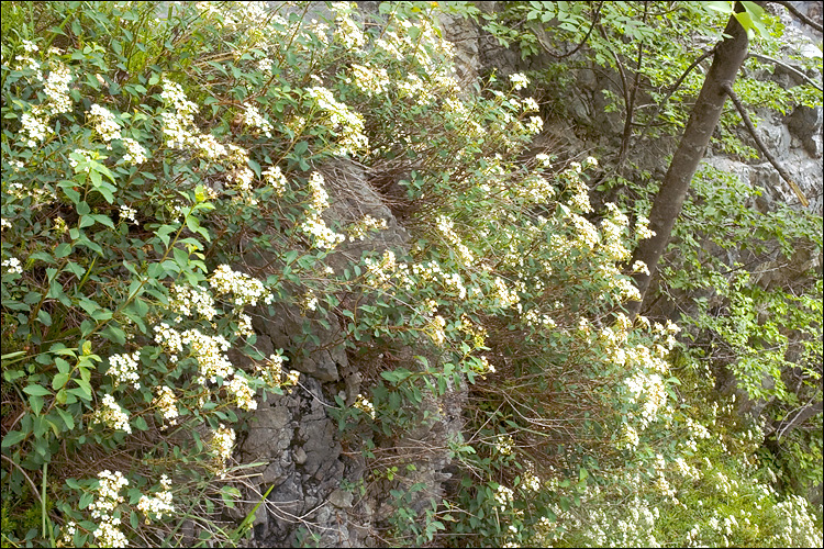 Spiraea decumbens ssp. decumbens