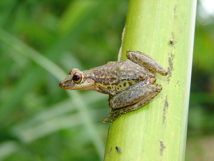 Scinax funereus Scinax funereus