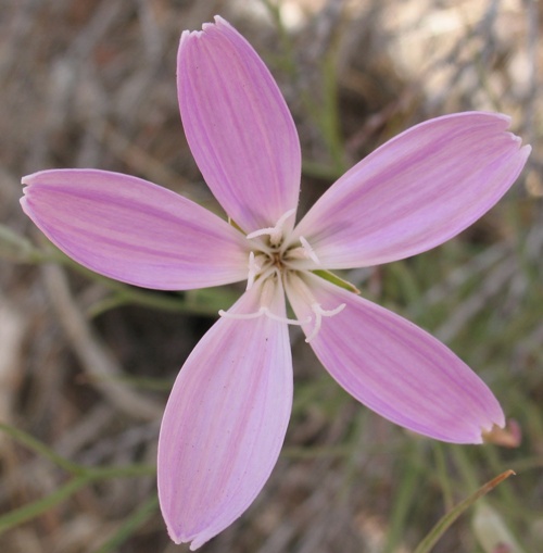 Lygodesmia grandiflora var. dianthopsis