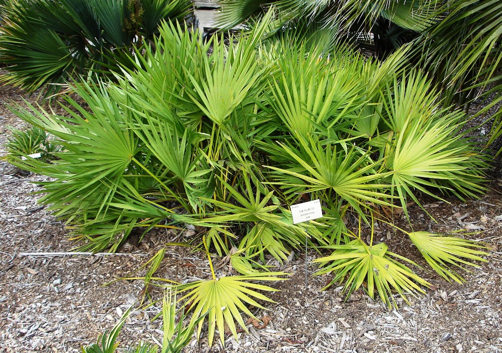 Serenoa repens