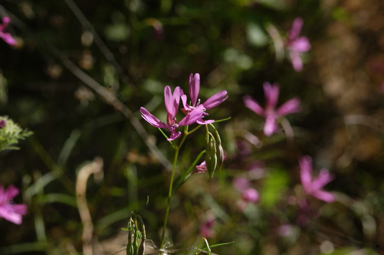 Clarkia biloba ssp. australis