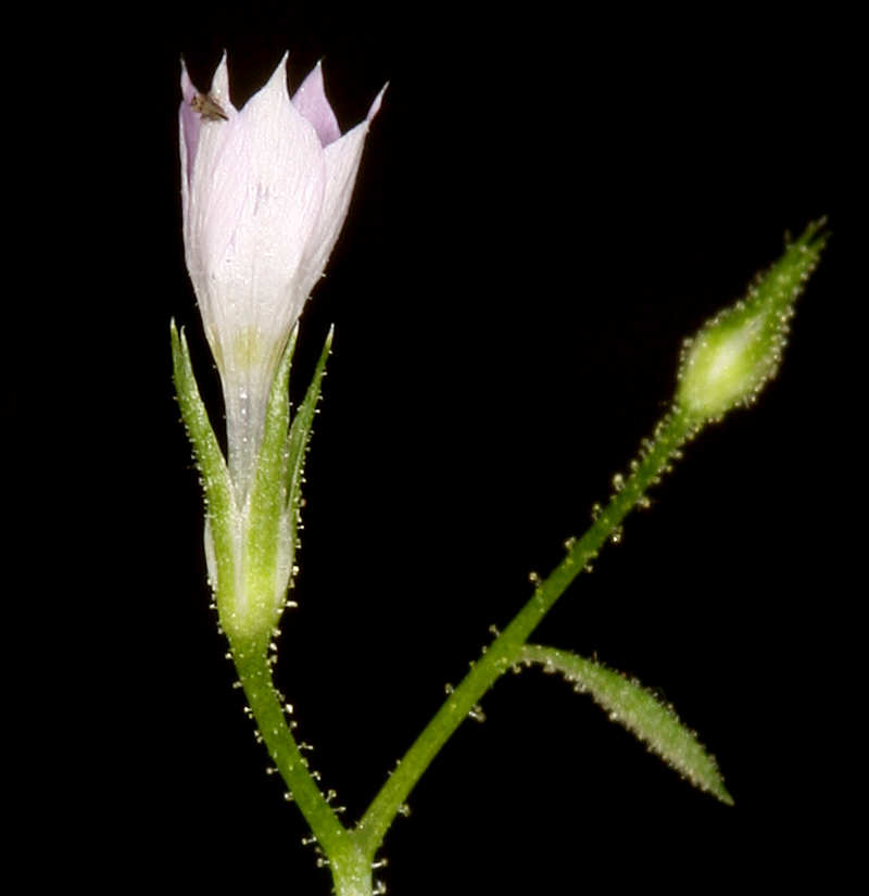 Gilia scopulorum