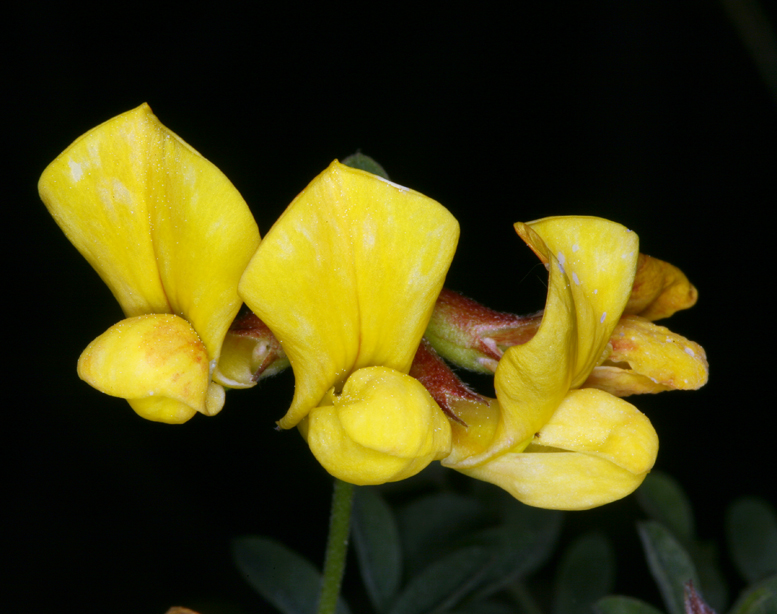 Acmispon grandiflorus var. macranthus