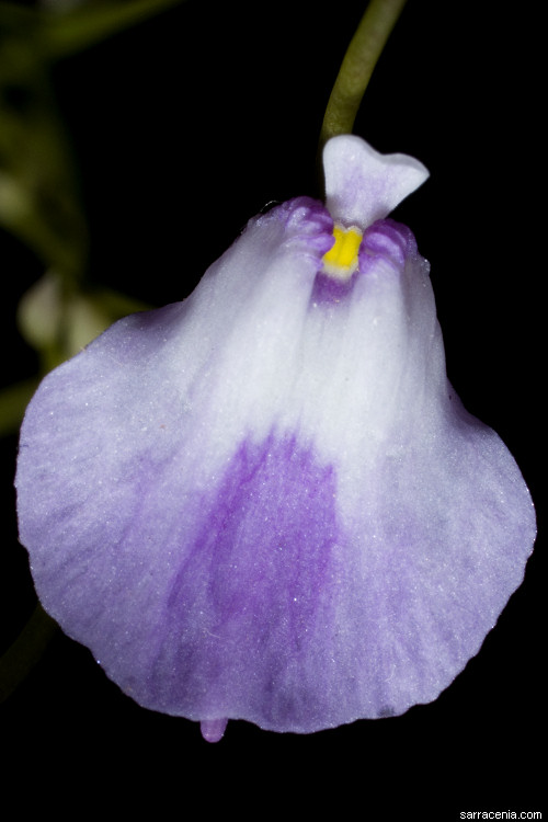 Utricularia gentryi image
