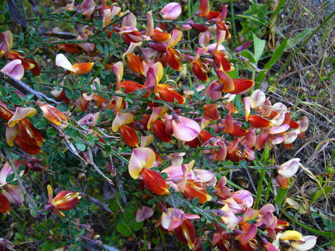 Cytisus scoparius ssp. scoparius f. andreanus