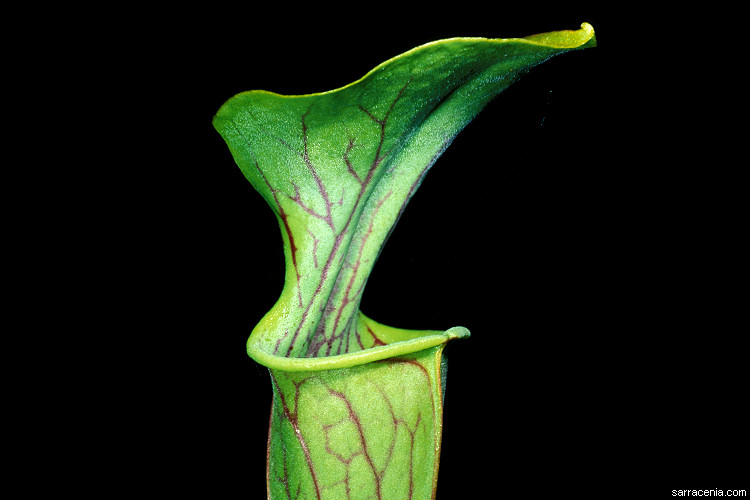 Sarracenia oreophila image