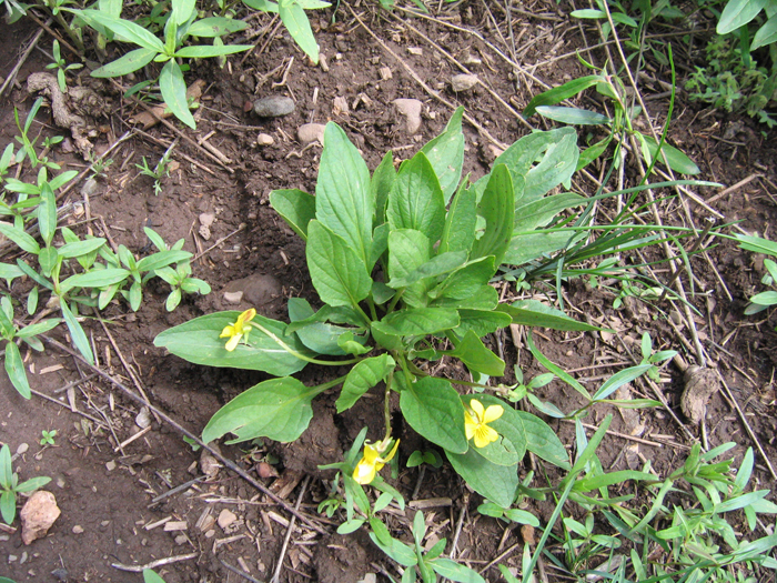 Viola vallicola