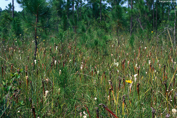 Pitcher plant savannah in need of burning.