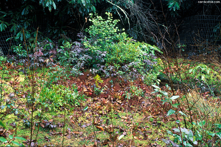 Sarracenia purpurea site