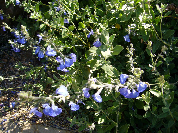 Salvia chamaedryoides
