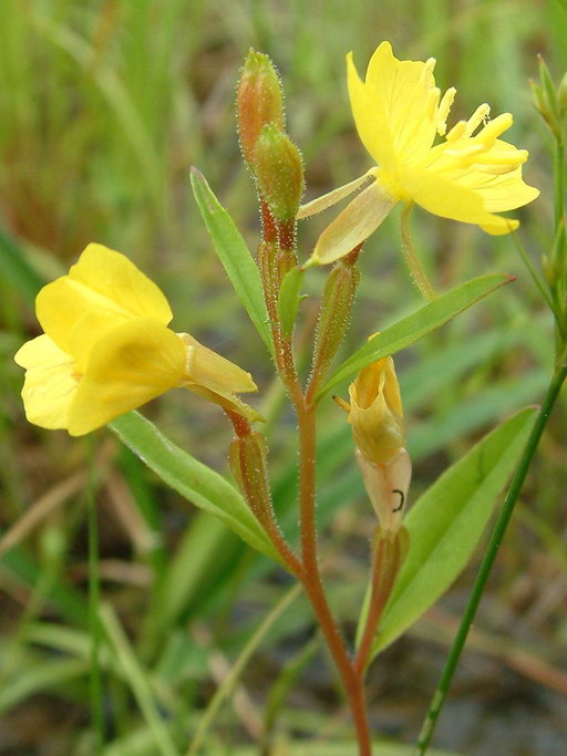 Oenothera perennis