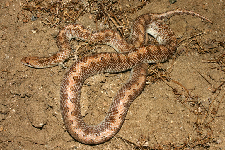 Arizona elegans