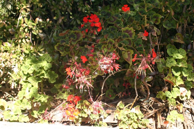 Pelargonium X hortorum red
