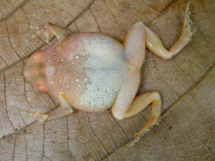 Kalophrynus pleurostigma