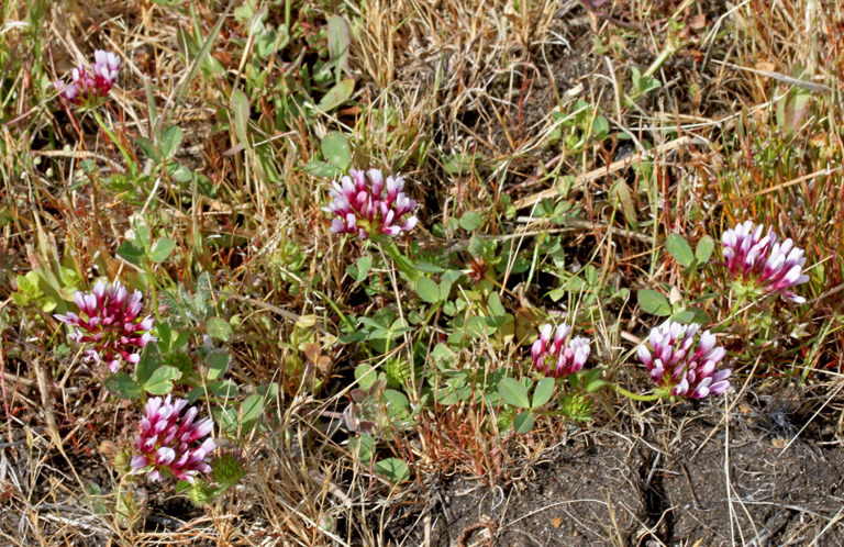 Trifolium appendiculatum