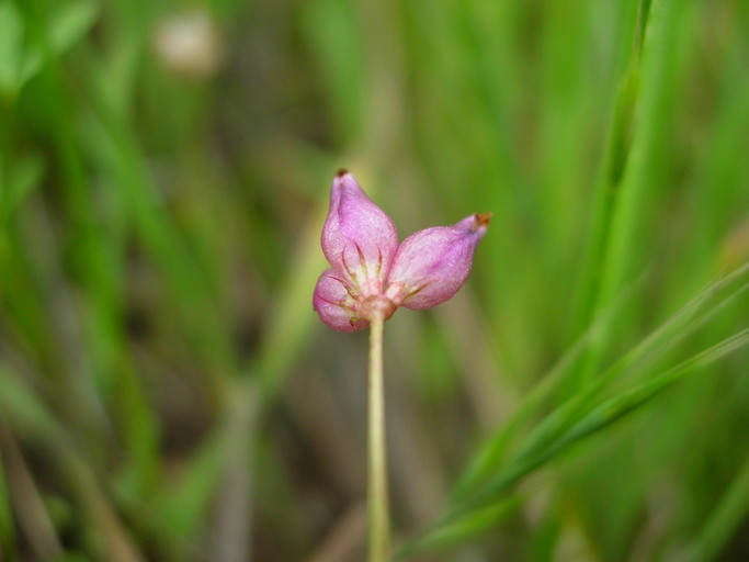 Trifolium depauperatum var. depauperatum