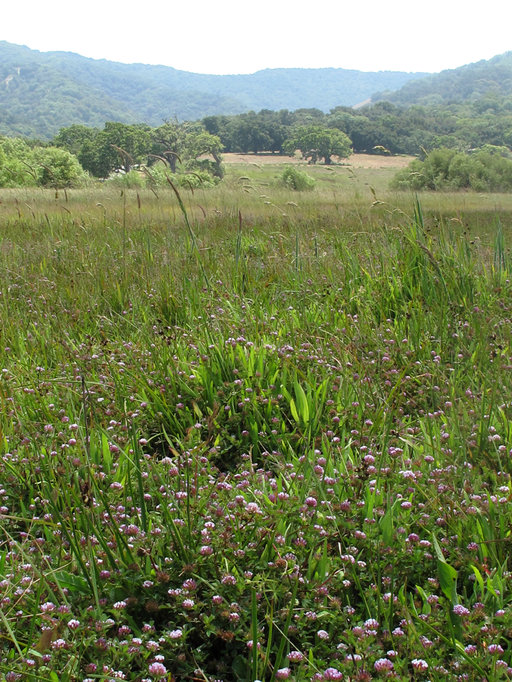 Trifolium polyodon