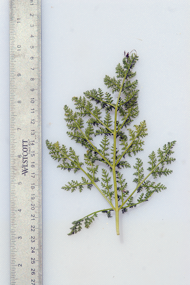 Lomatium dasycarpum ssp. dasycarpum