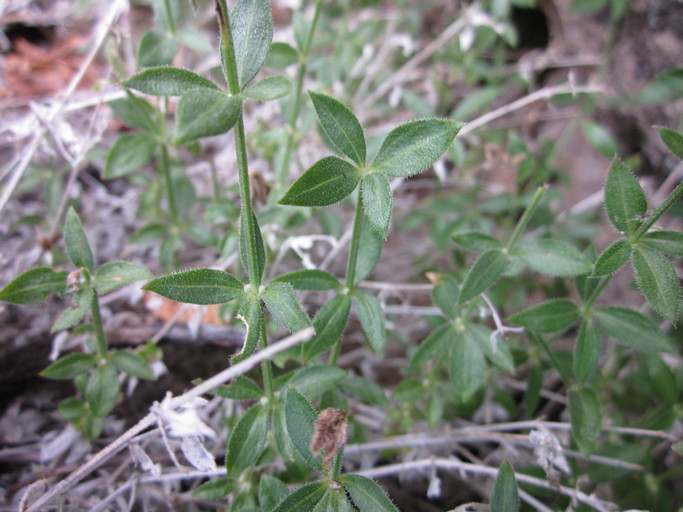 Galium hilendiae ssp. kingstonense