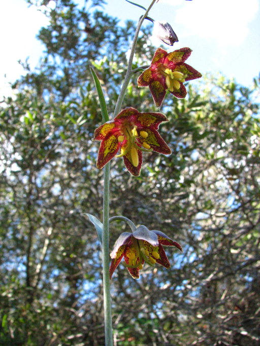 Fritillaria ojaiensis