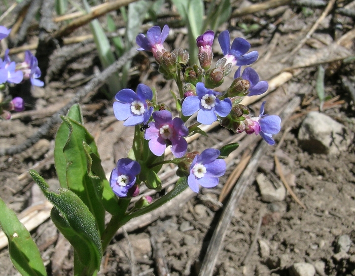 Hackelia nervosa Hackelia nervosa