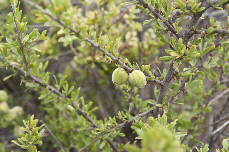 Prunus fasciculata var. punctata
