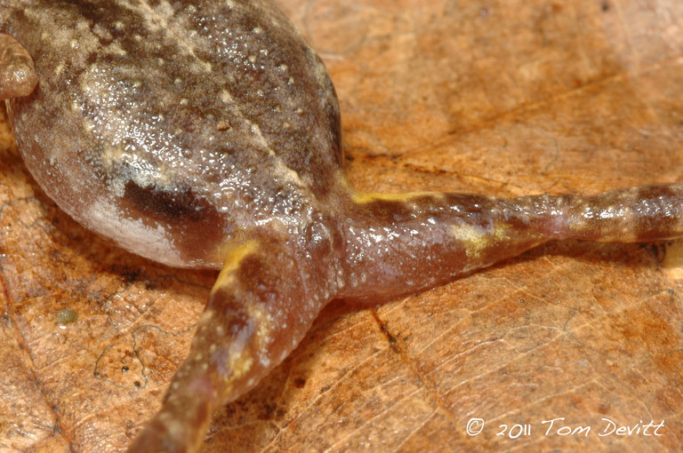 Eleutherodactylus dilatus