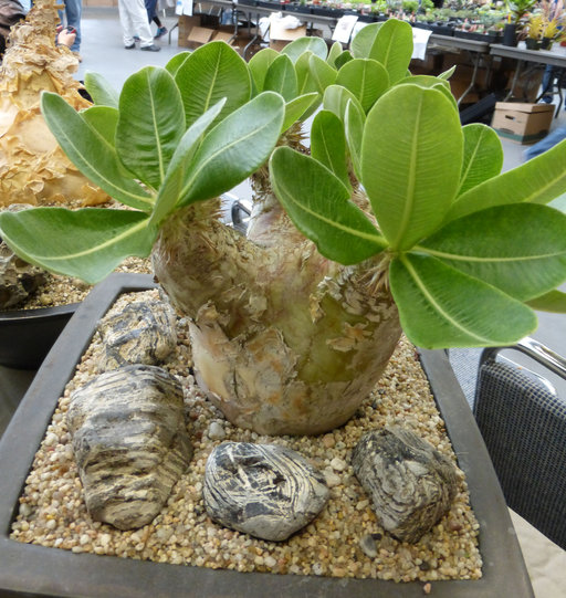 Pachypodium eburneum