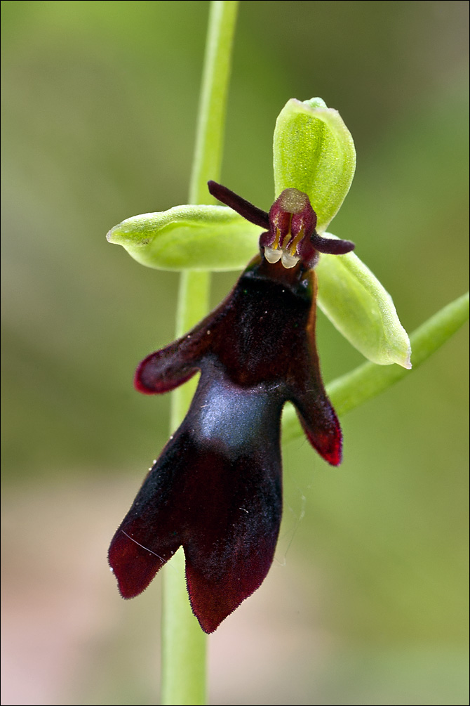 Ophrys insectifera ssp. insectifera