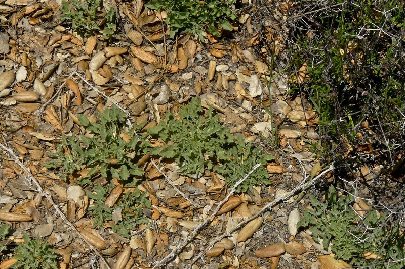 Calystegia collina ssp. venusta