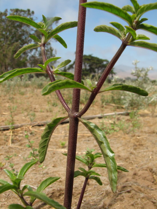 Monardella sinuata ssp. sinuata