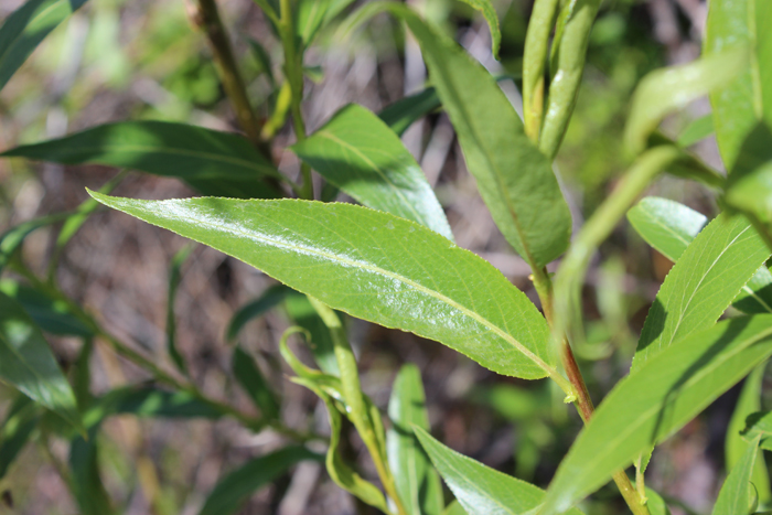 Salix lucida var. caudata