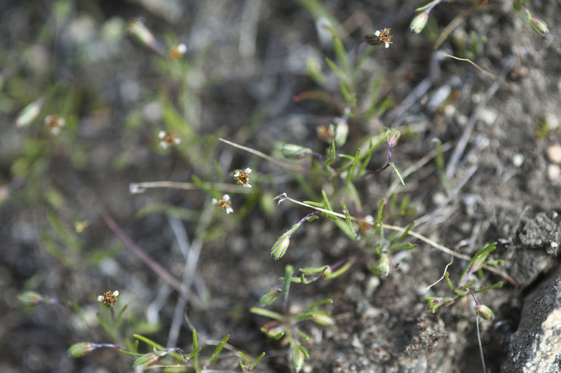 Pentachaeta exilis ssp. exilis