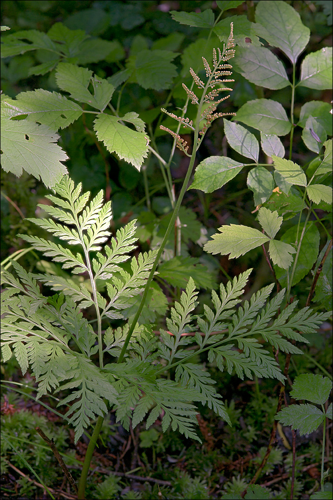 Botrychium virginianum
