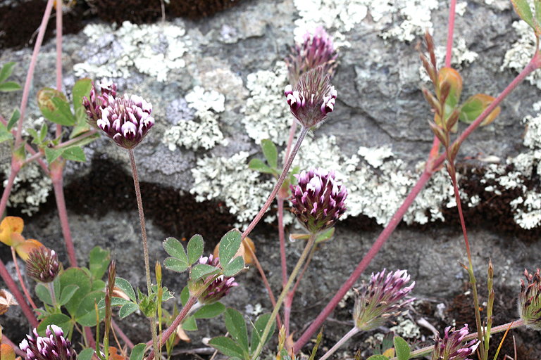 Trifolium turbinatum