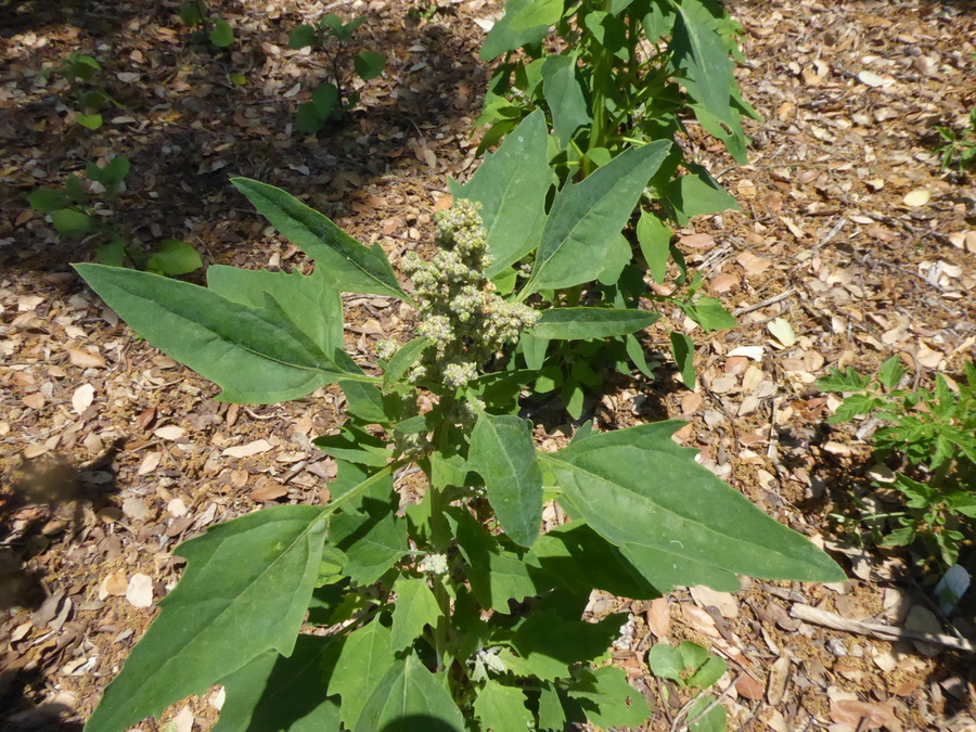 Chenopodium quinoa