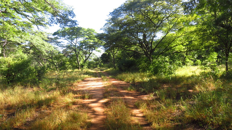 Miombo woodland in Matopos NP