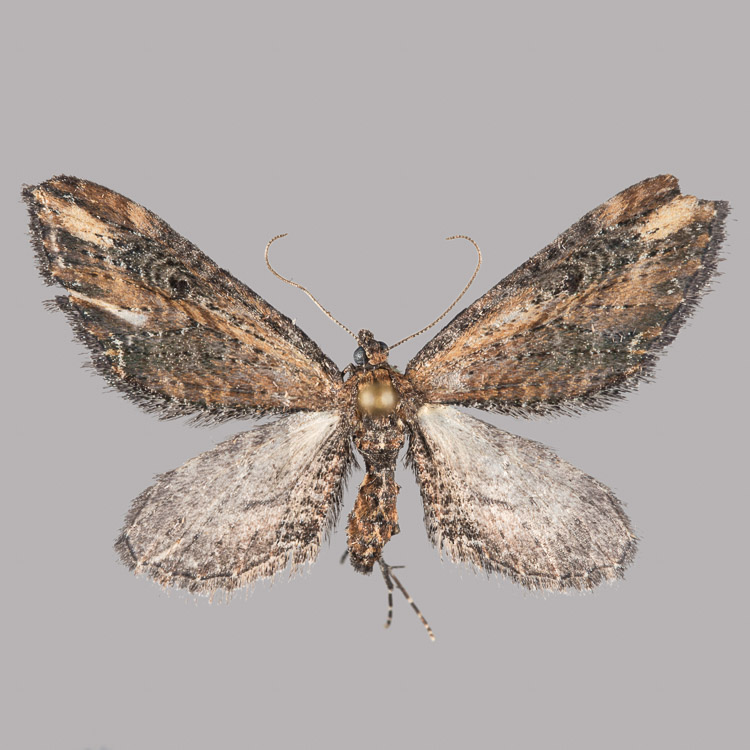 Eupithecia subapicata
