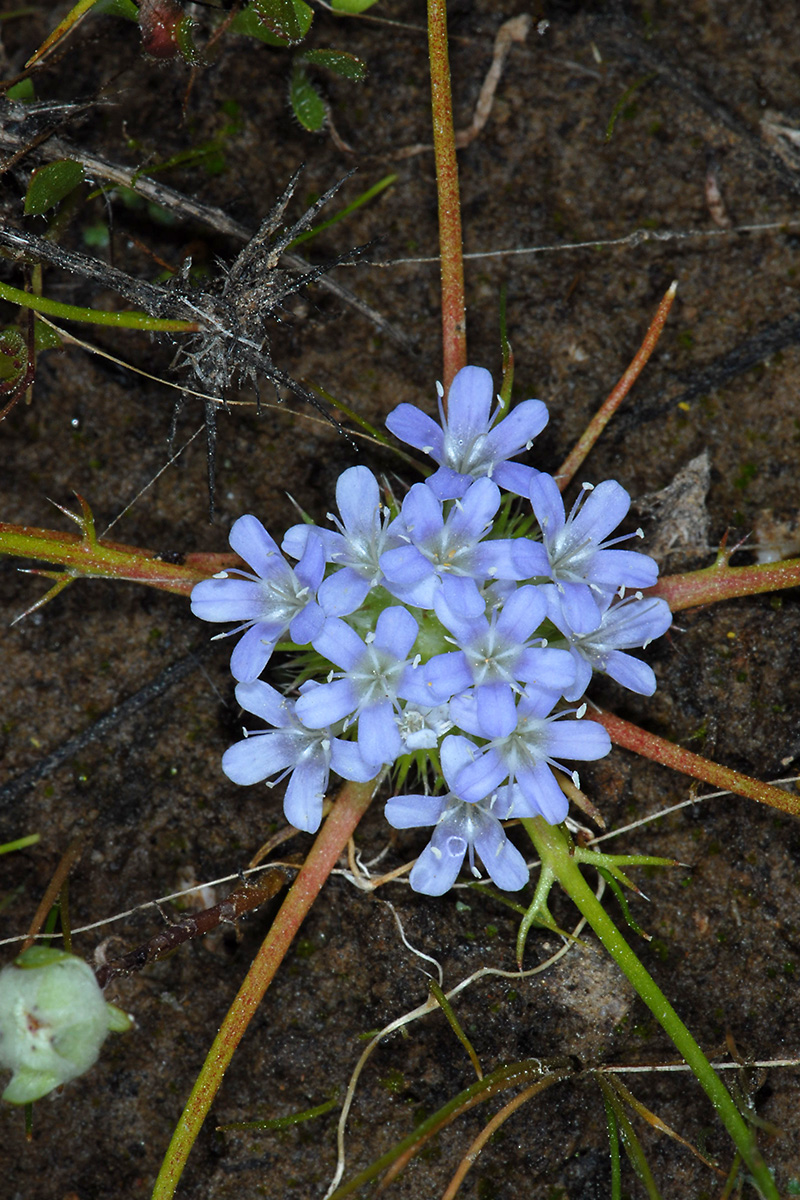 Navarretia myersii ssp. deminuta