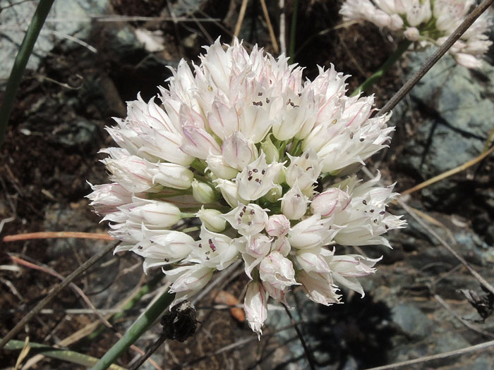 Allium jepsonii