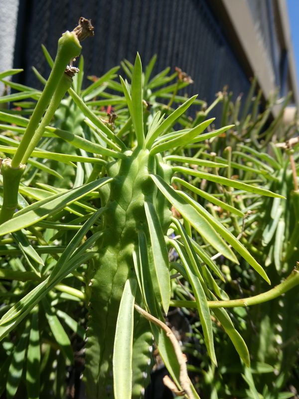 Euphorbia loricata