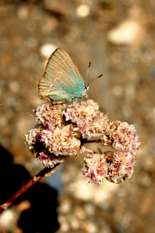 Callophrys sheridanii ssp. lemberti Callophrys sheridanii ssp. lemberti