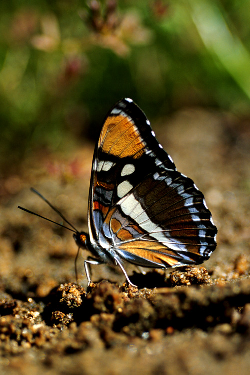 Adelpha bredowii Adelpha bredowii